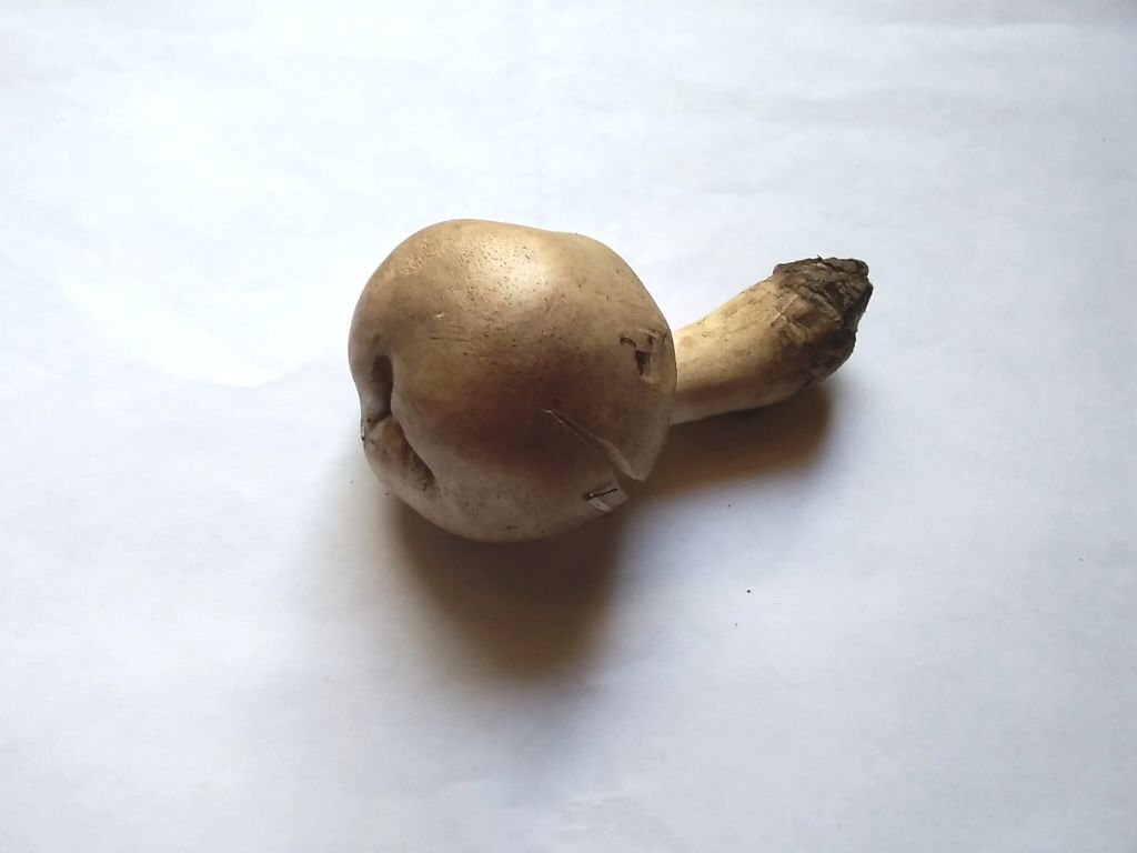 Agaricus  PRAECLARESQUAMOSUS ?