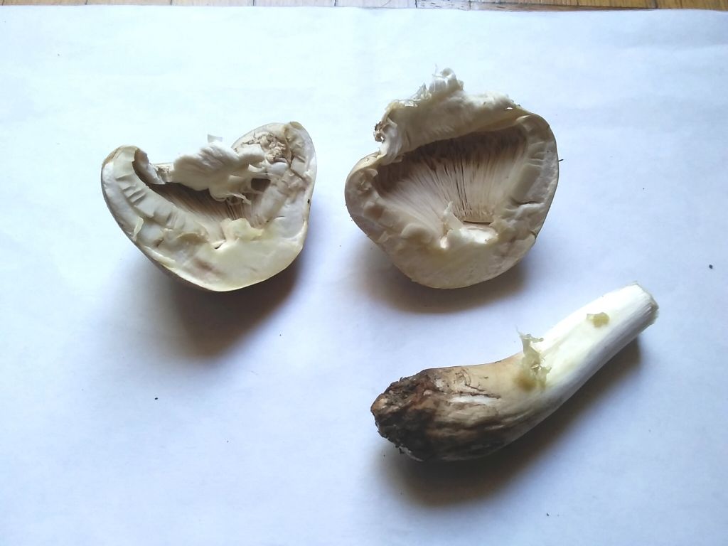 Agaricus  PRAECLARESQUAMOSUS ?