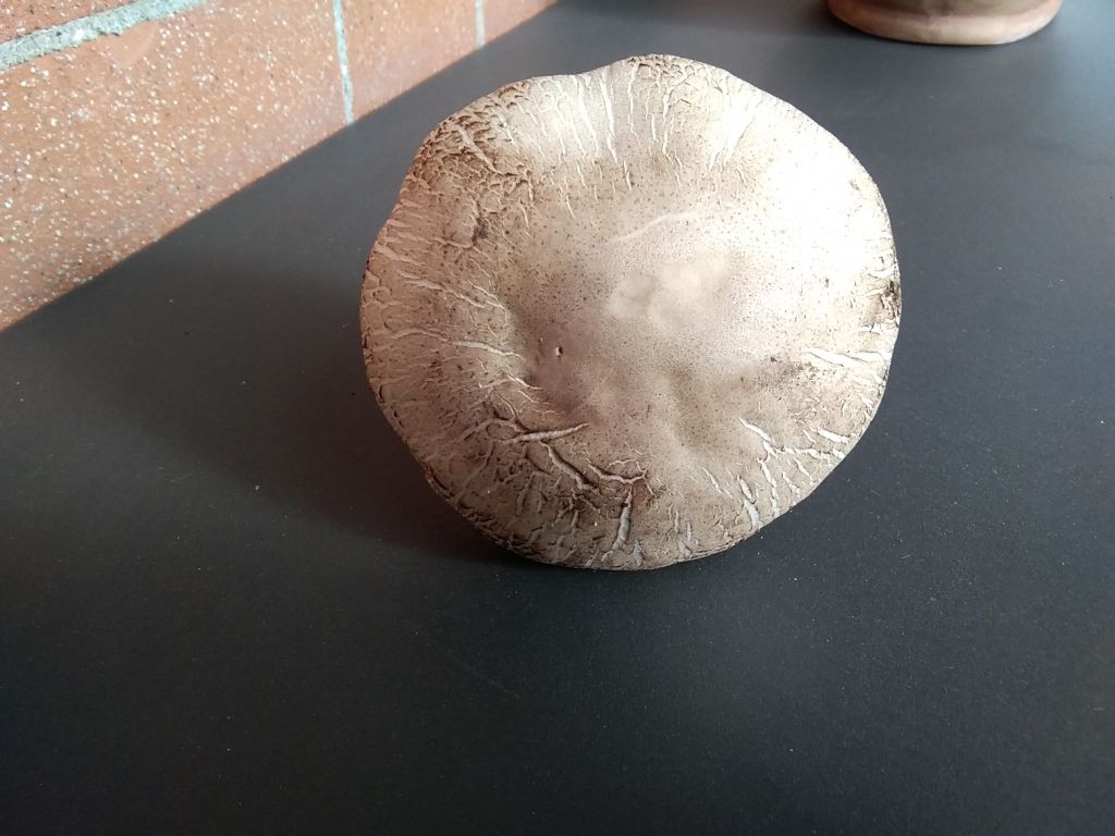 Agaricus  PRAECLARESQUAMOSUS ?