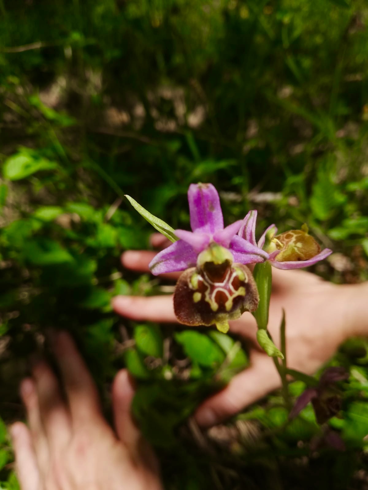 Ophrys holosericea e Ophrys apifera