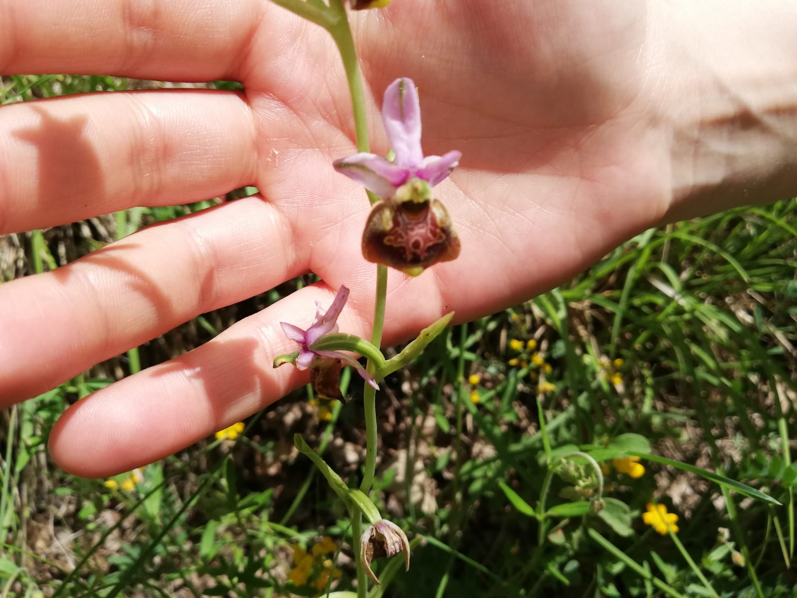 Ophrys holosericea e Ophrys apifera