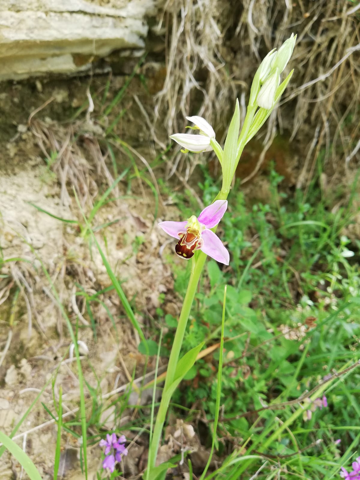 Ophrys holosericea e Ophrys apifera