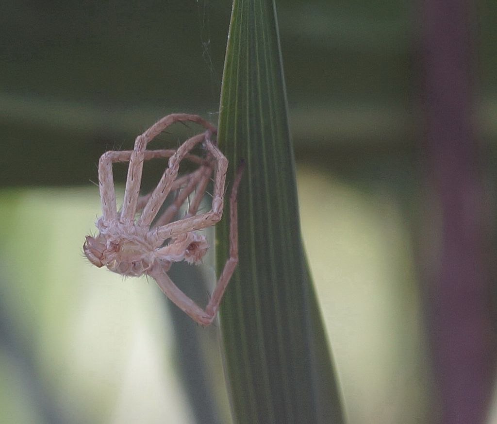 Exuvia di ragno: probabile Micrommata sp.