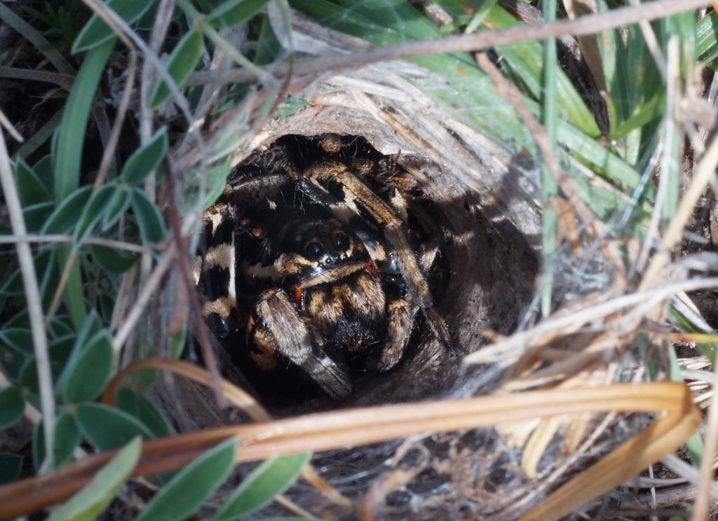 Lycosa tarantula con prole - San Giovanni Rotondo (FG)