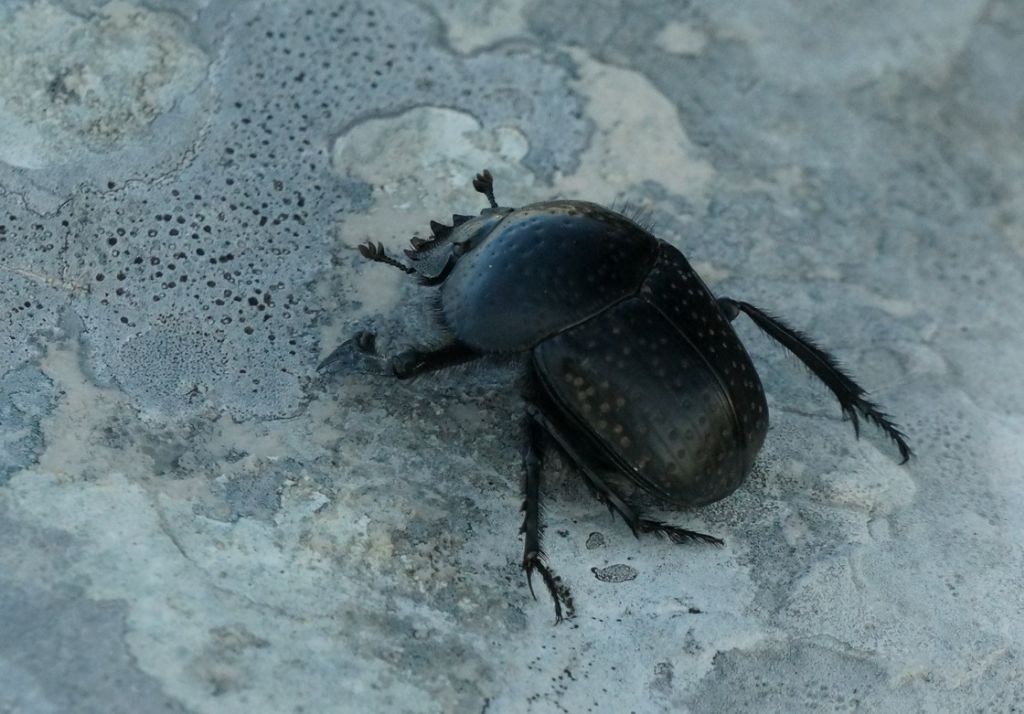 Scarabaeus (Ateuchetus) variolosus