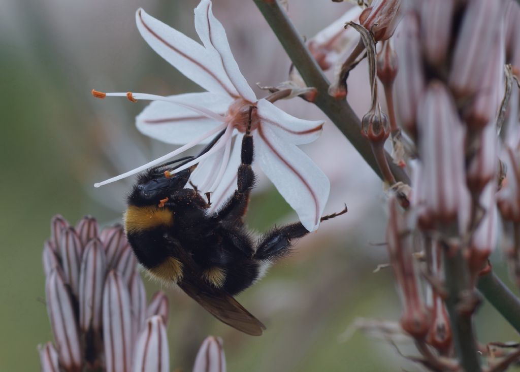 Bombus terrestris? No, Bombus ruderatus (cf)