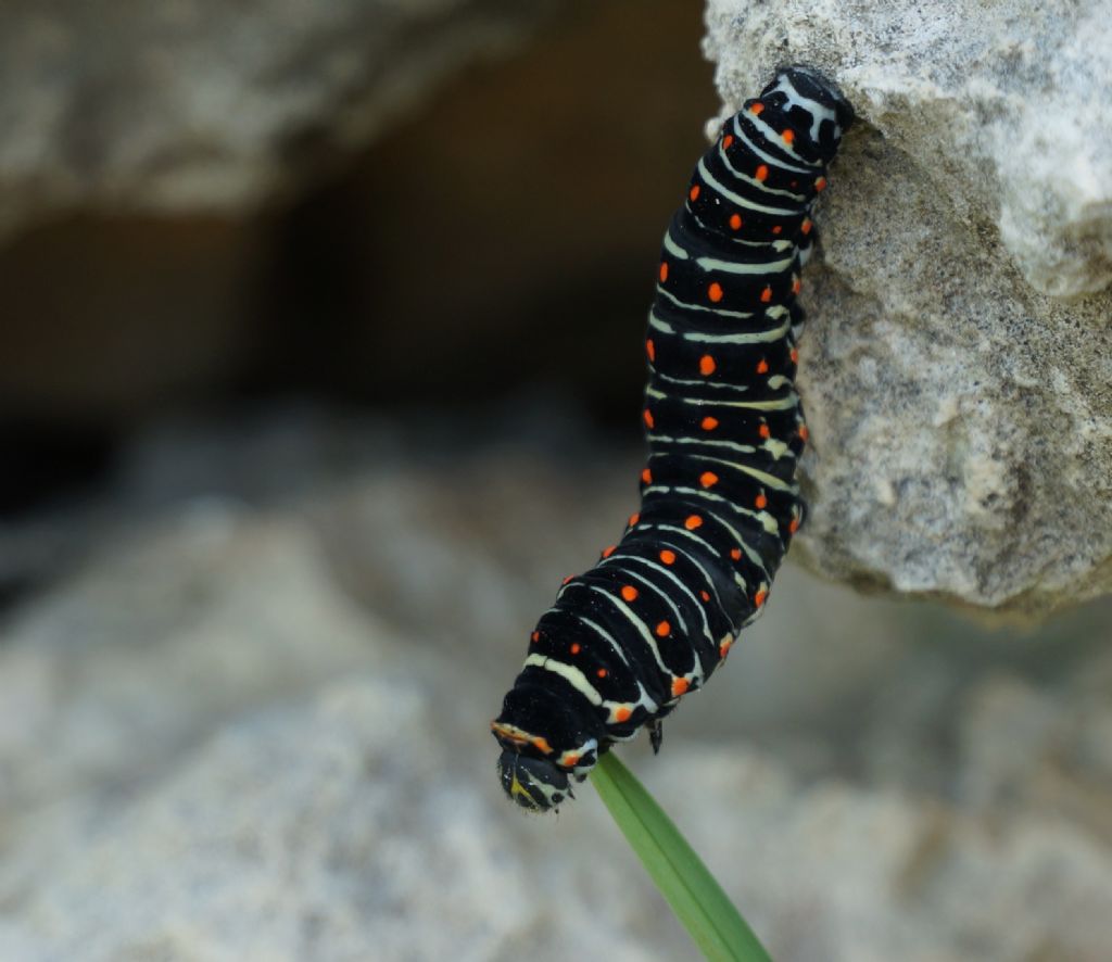 Bruco -  Papilio machaon, Papilionidae