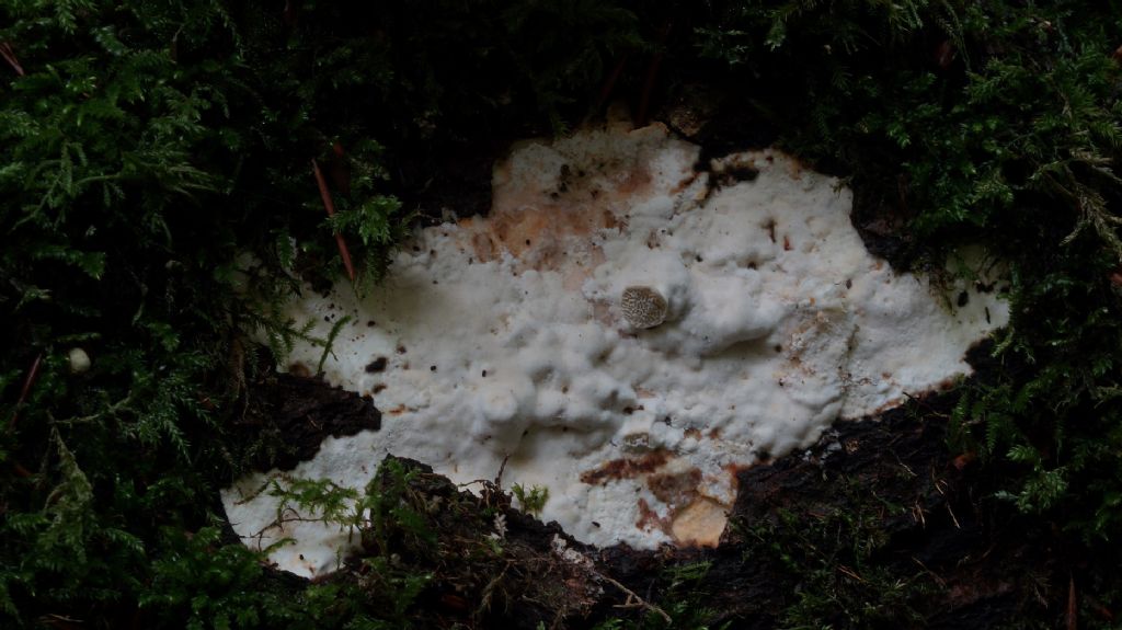 Identificazione licheni