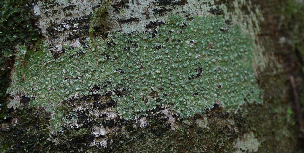 Identificazione licheni