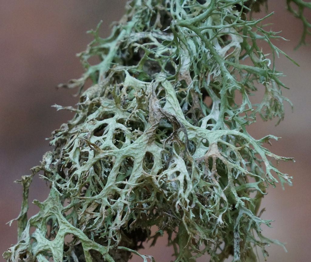 Identificazione licheni