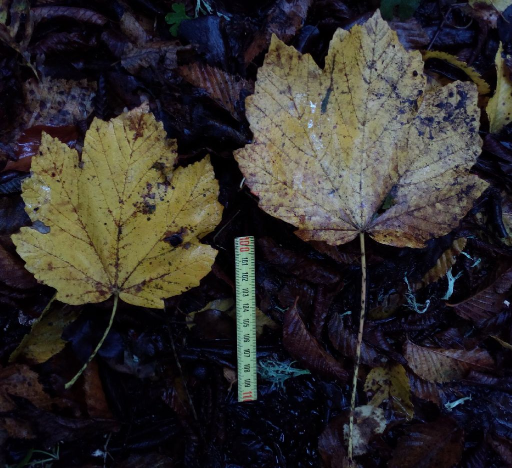 Acer pseudoplatanus L. ?