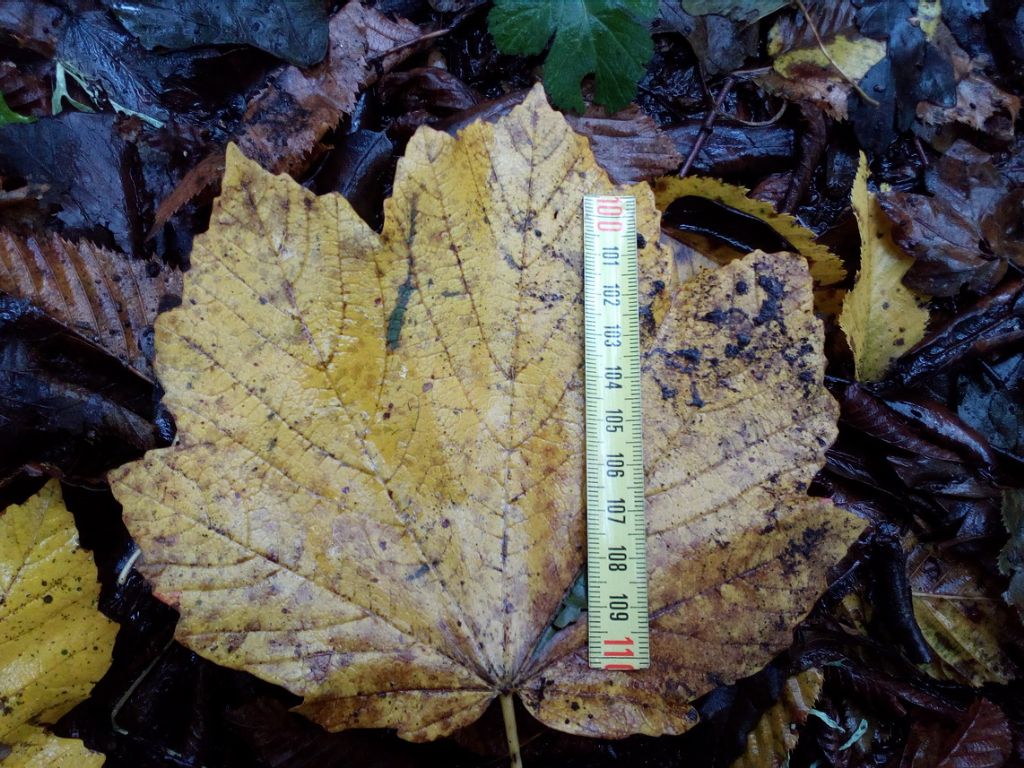 Acer pseudoplatanus L. ?