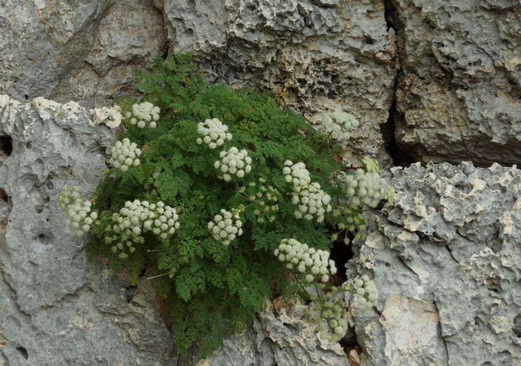Apiaceae: cfr. Athamanta sp.