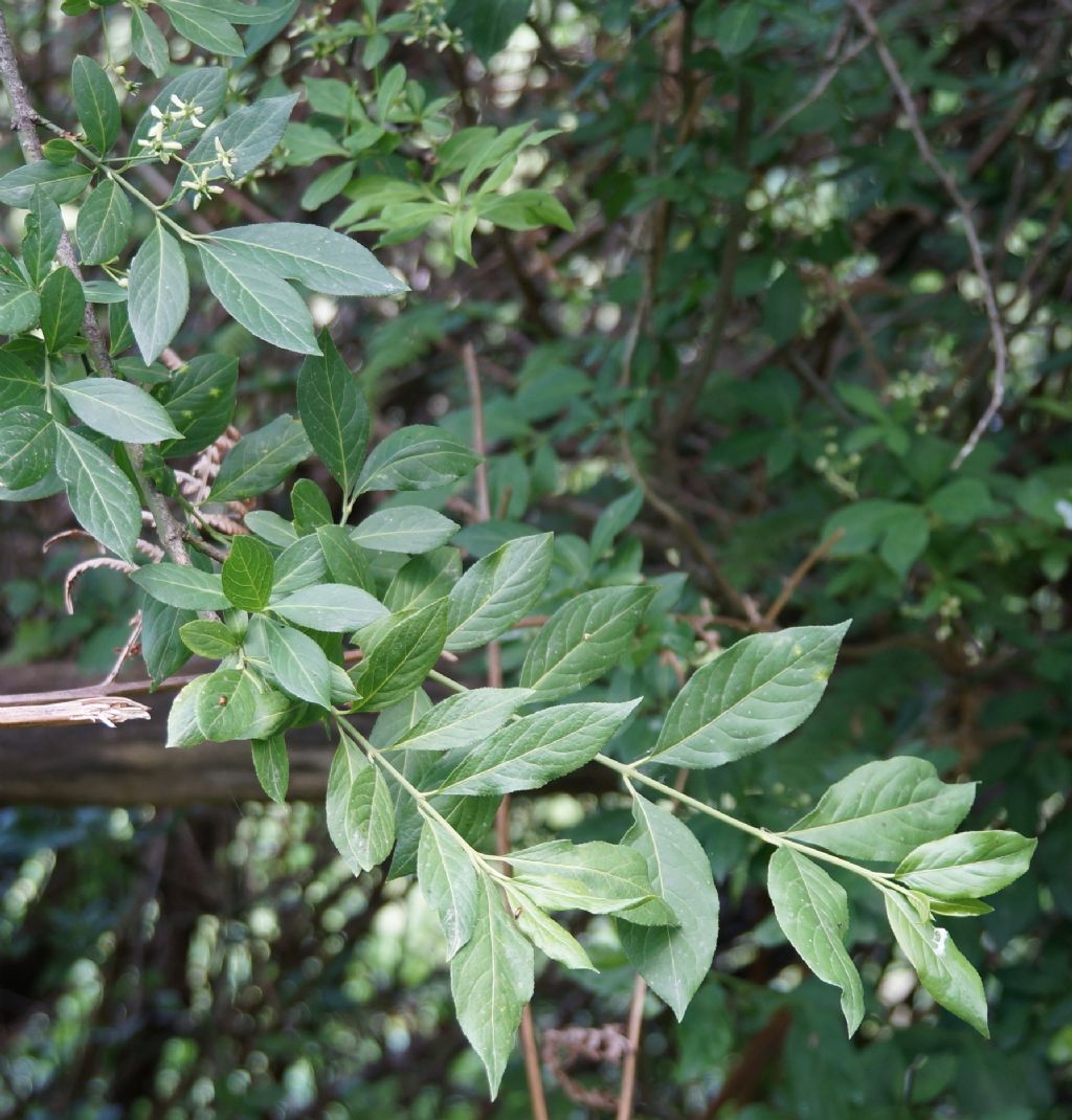 Euonymus europaeus / Fusaria comune, Berretto da prete