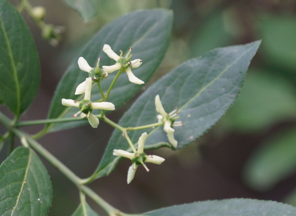 Euonymus europaeus / Fusaria comune, Berretto da prete