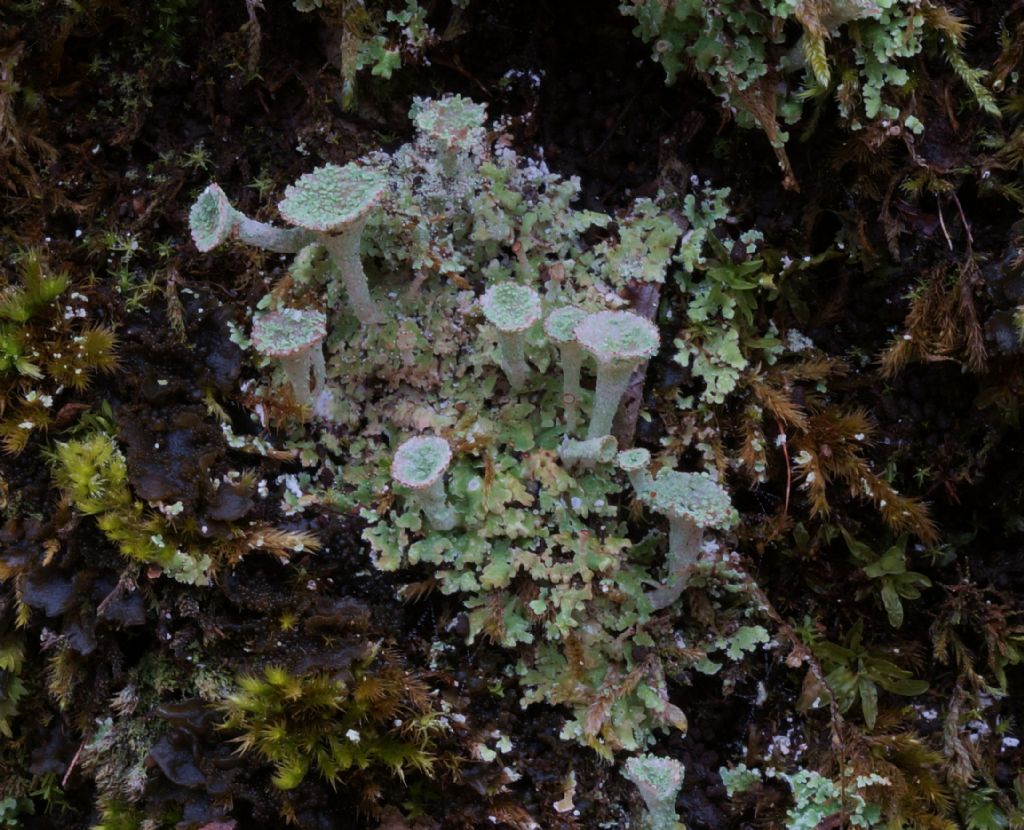Cladonia?