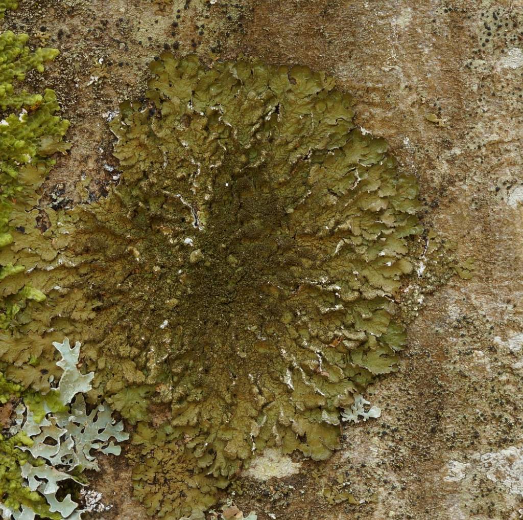 Altro lichene