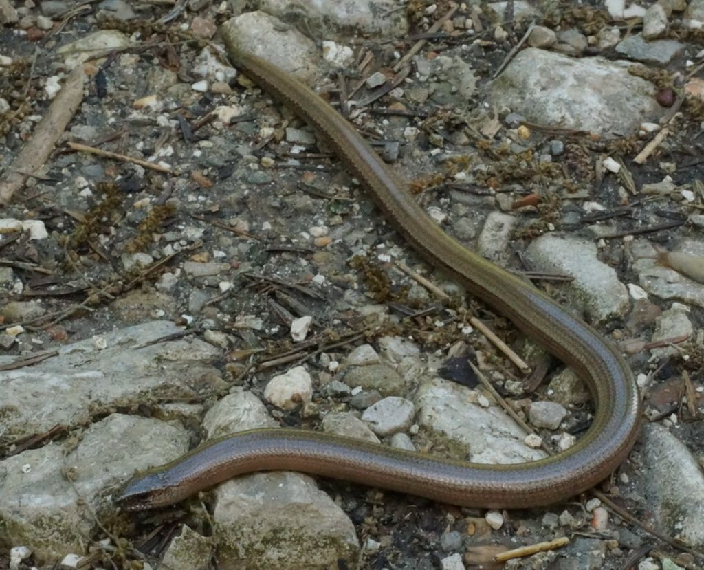 Rettile Monte Cornacchia:  Orbettino (Anguis veronensis)