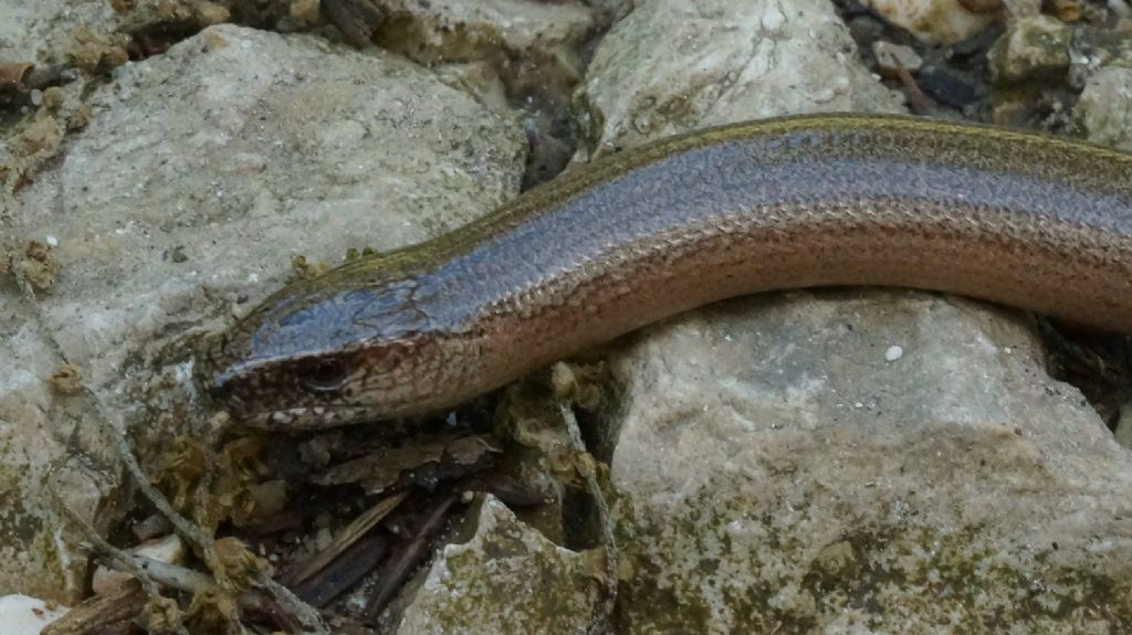 Rettile Monte Cornacchia:  Orbettino (Anguis veronensis)