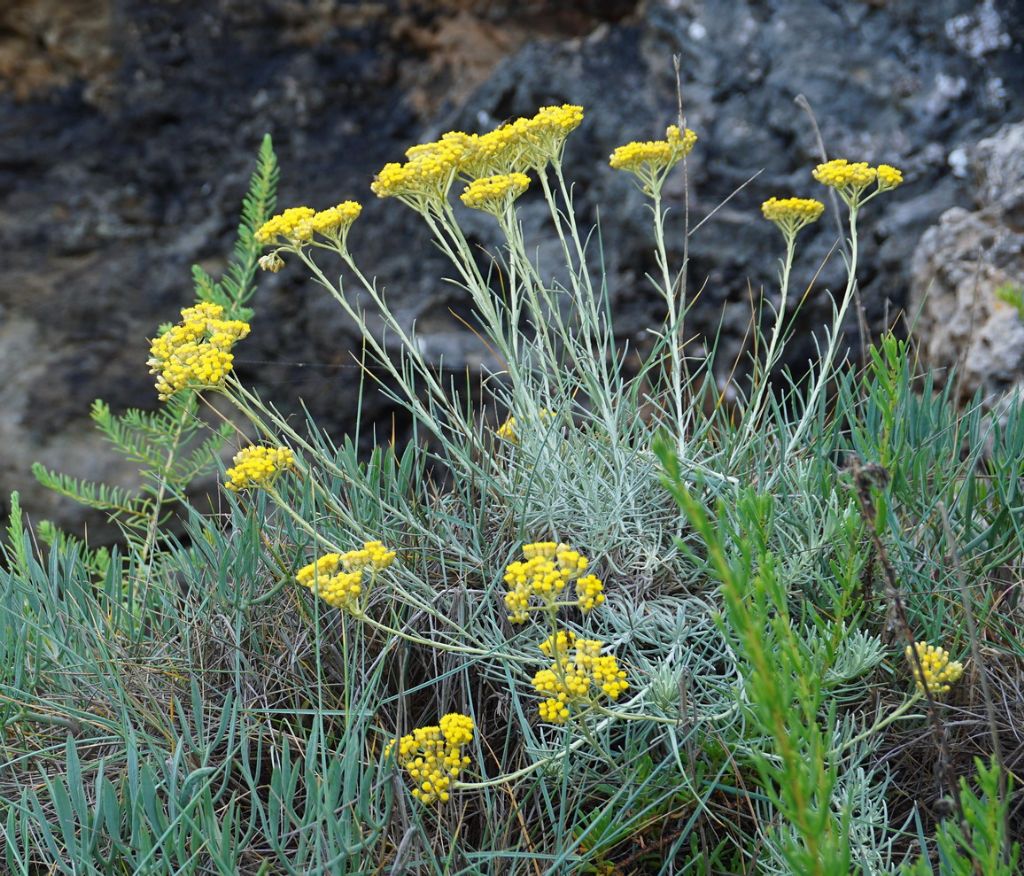 Helichrysum italicum ?    S� !