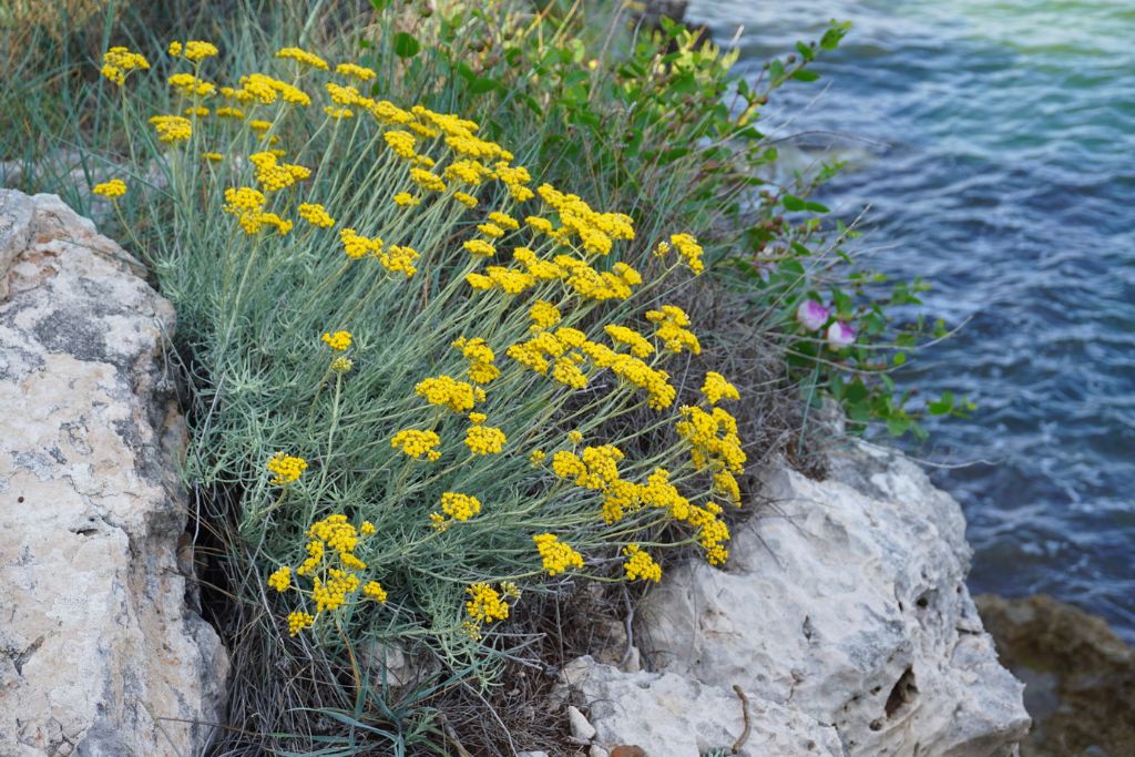 Helichrysum italicum ?    S� !