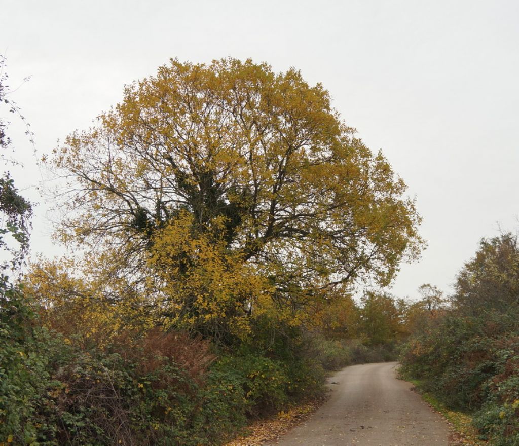 Albero da identificare