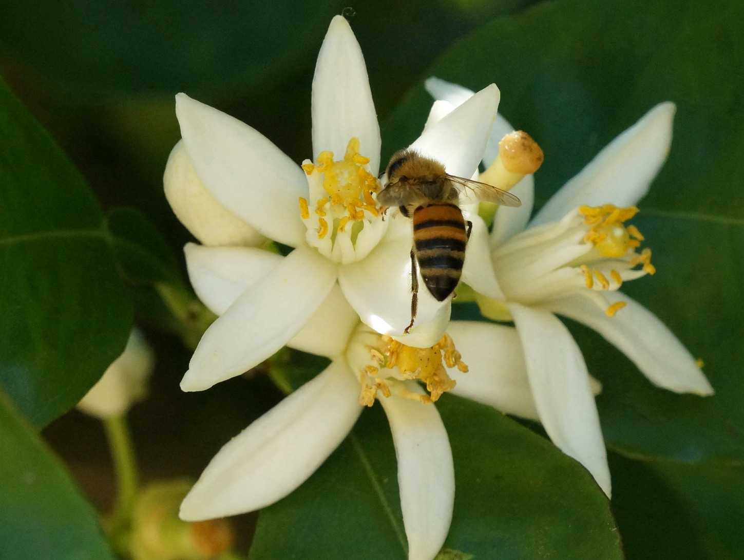 Quale imenottero? Apis mellifera.