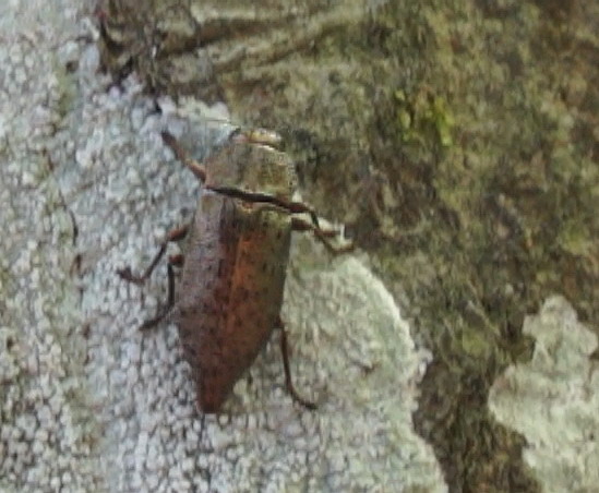 Elateride? No, Buprestidae, Dicerca berolinensis (cf.)