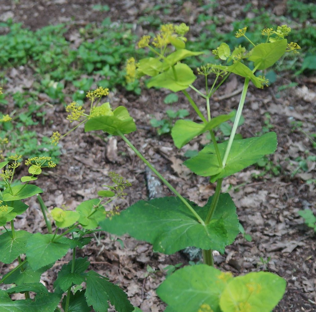 Smyrnium perfoliatum (Apiaceae)