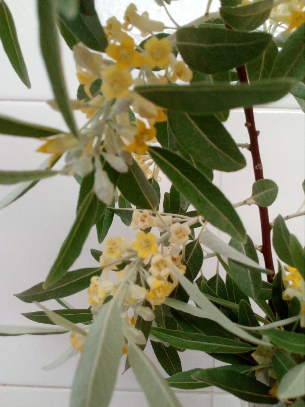 Che pianta ? Elaeagnus angustifolia  (Eleagnaceae)