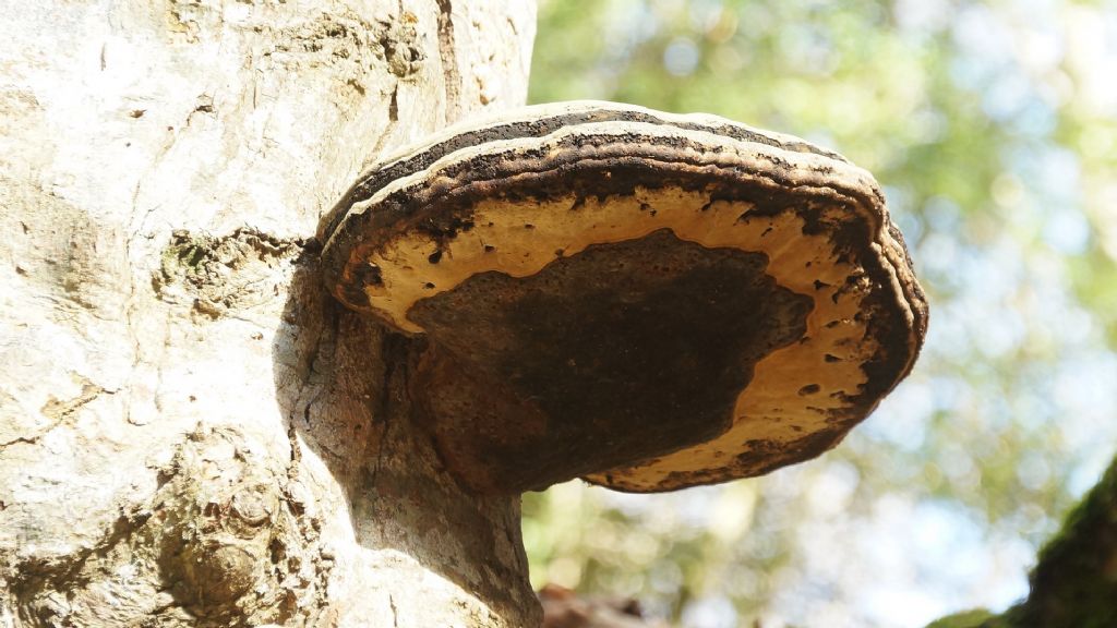 Fomes fomentarius ?