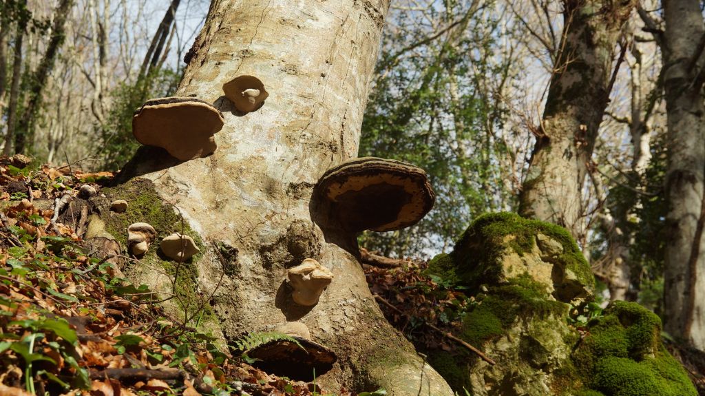 Fomes fomentarius ?