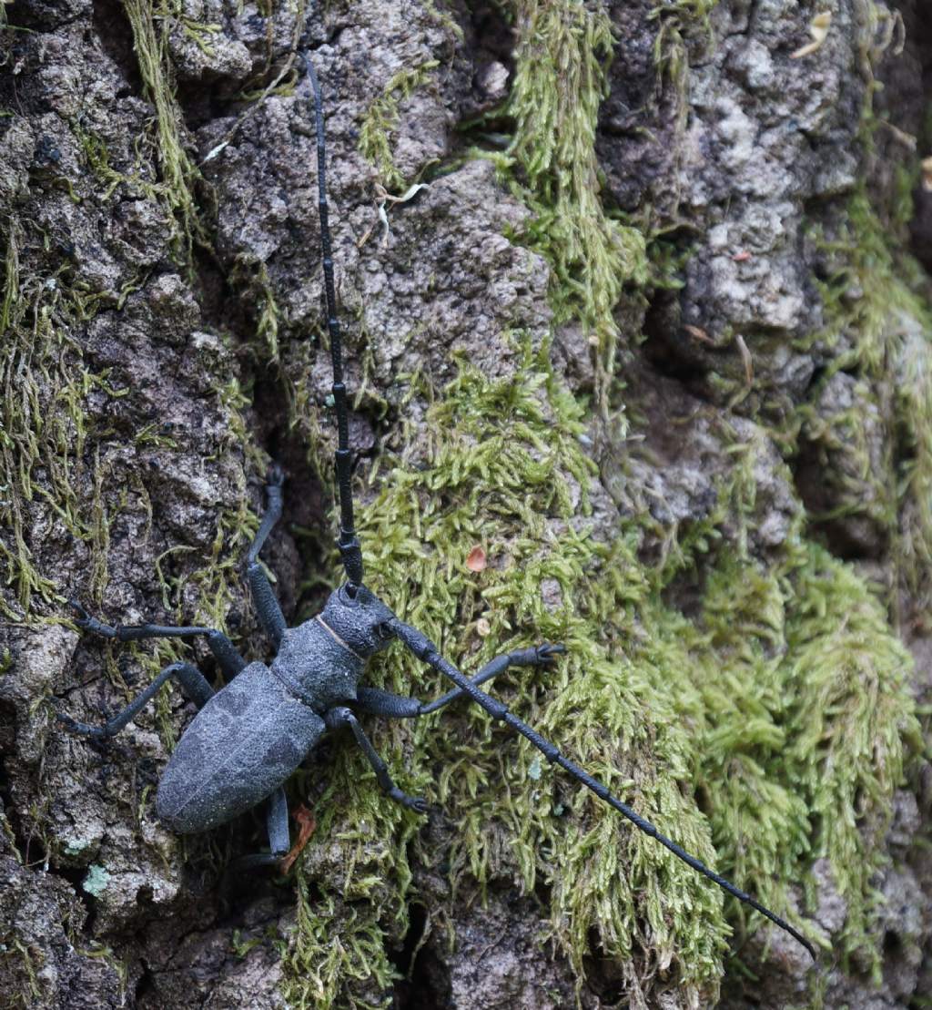 Morimus asper,  precoce