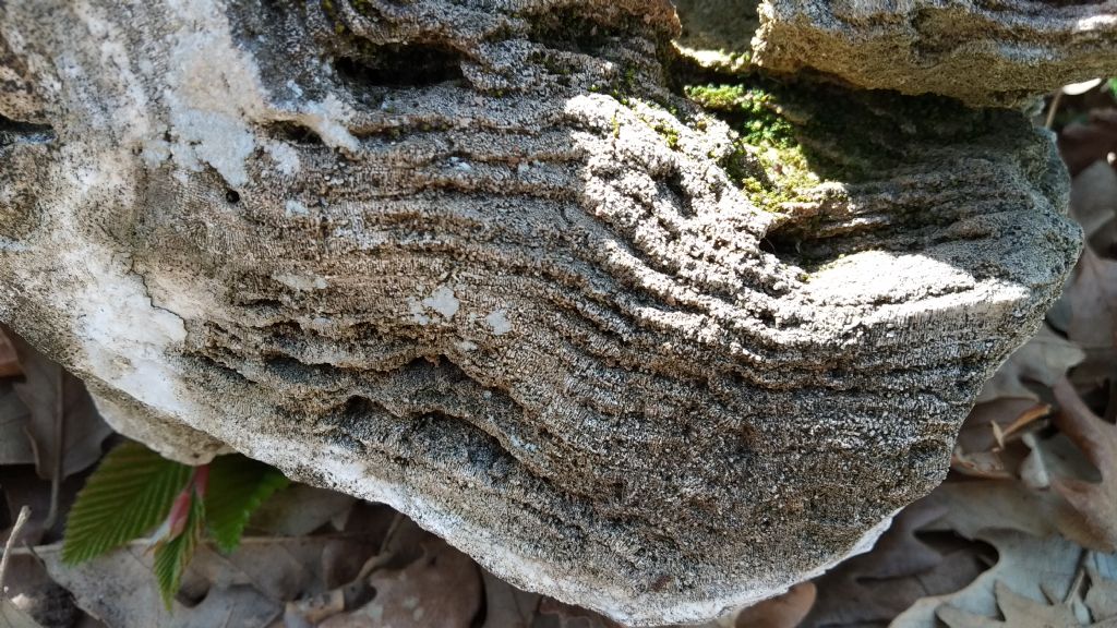 Stromatolite?