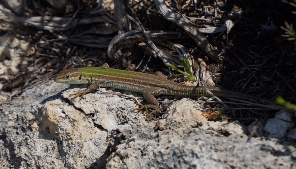 Femmina di Podarcis siculus campestris -Fenotipo-concolor, Confermate?