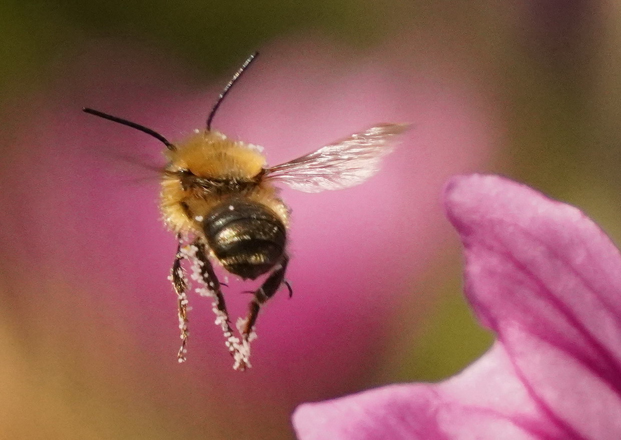Megachilidae: maschio di Osmia (Helicosmia) sp.