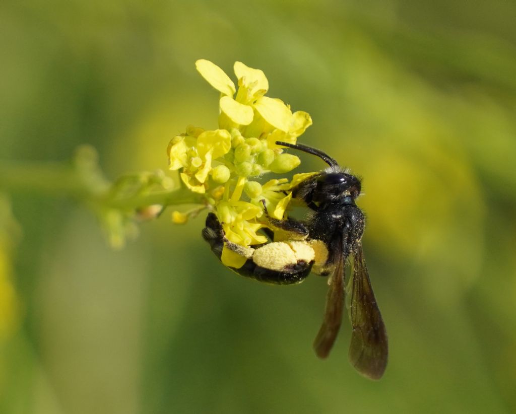 Genere Andrena ?