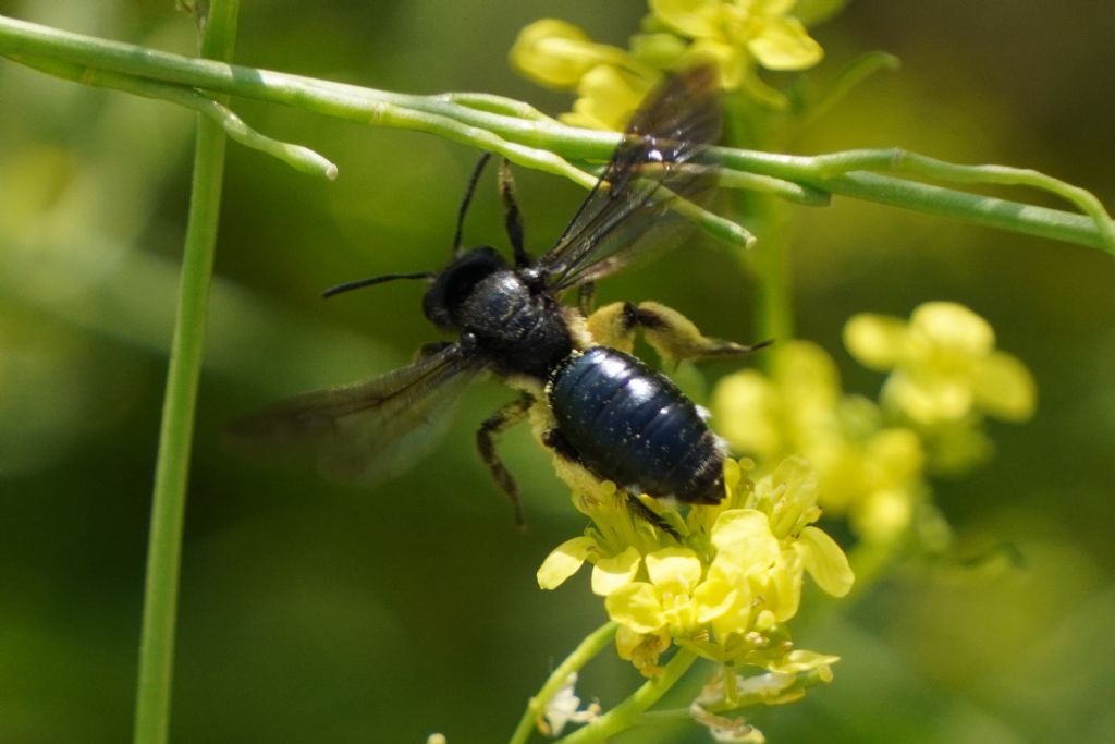 Genere Andrena ?