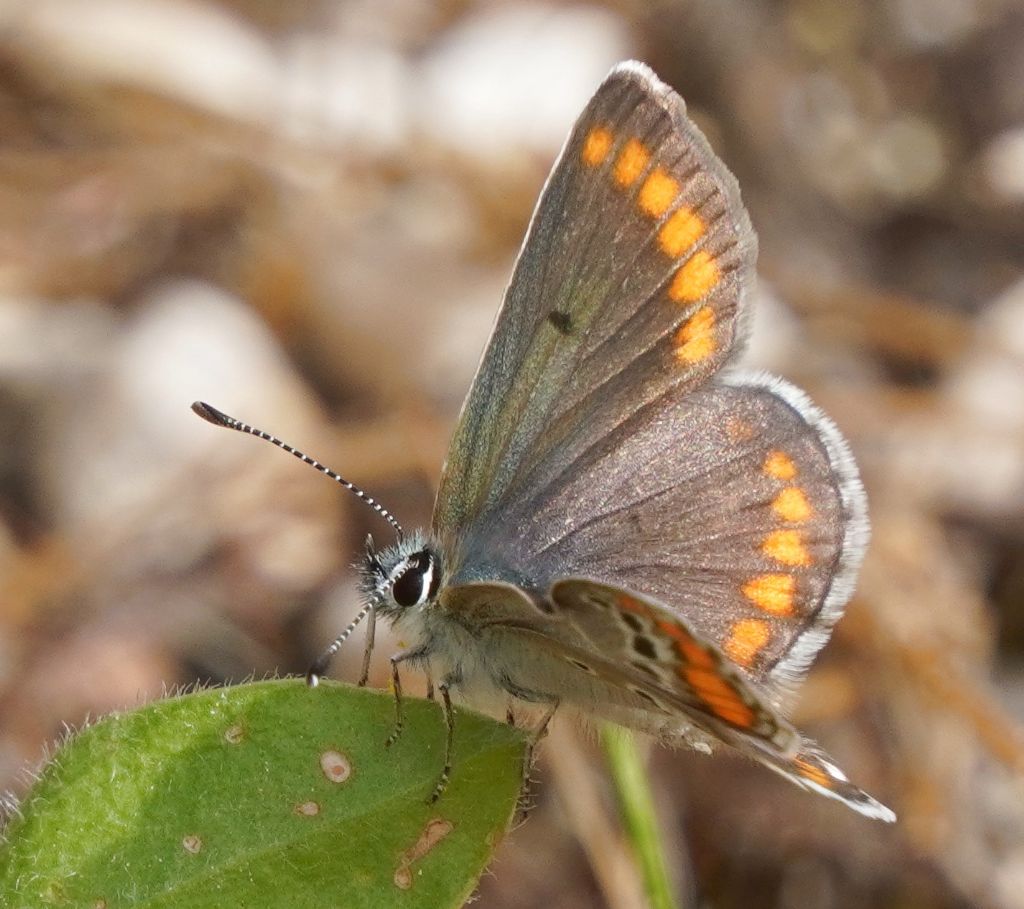 Lysandra bellargus ?