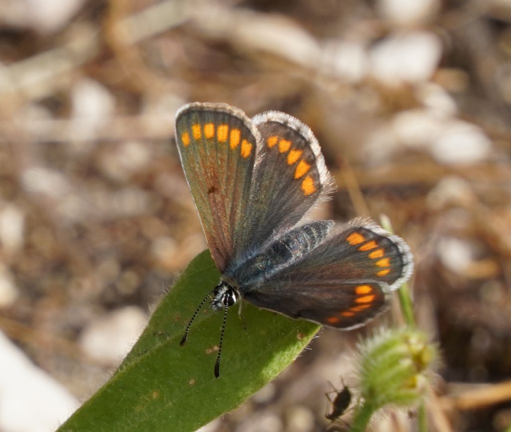 Lysandra bellargus ?