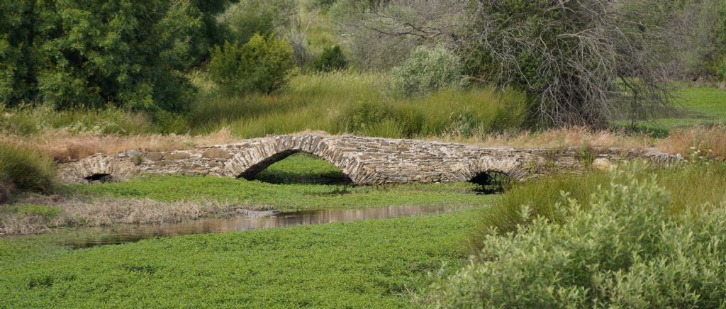 Pianta acquatica in Estremadura