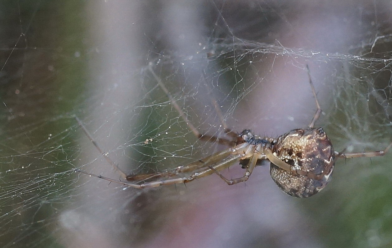 Linyphiidae - Gargano (FG)