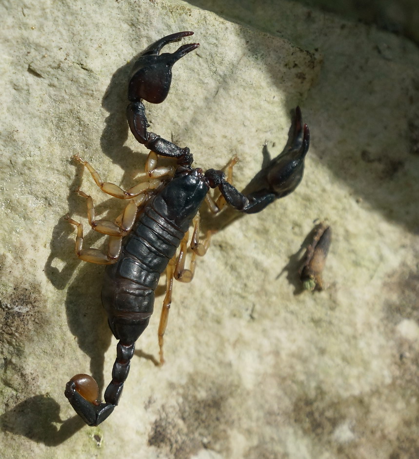 Escorpius garganicus dal Gargano