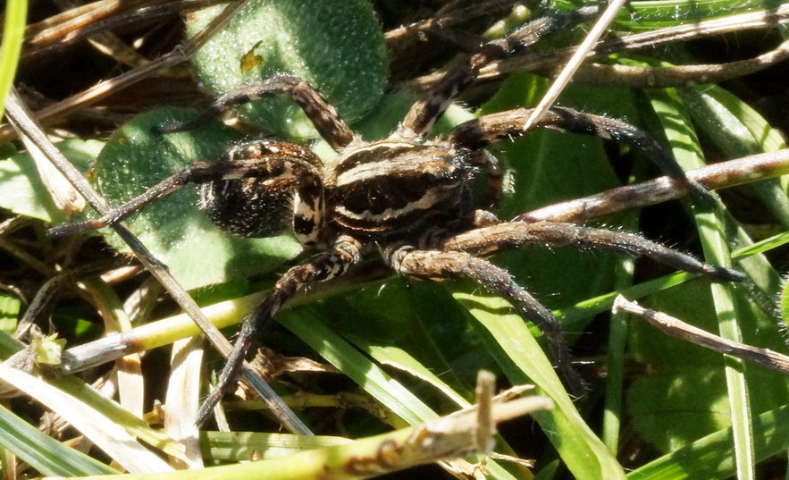 Hogna narbonensis? No. Lycosa tarantula - S.G. Rotondo (FG)