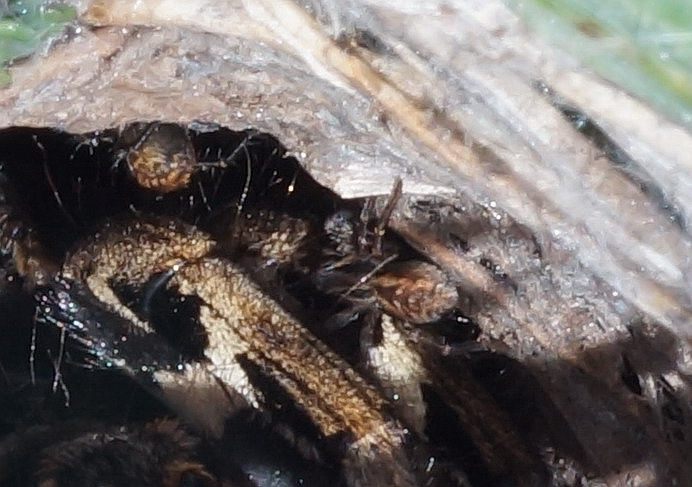 Lycosa tarantula con prole - San Giovanni Rotondo (FG)