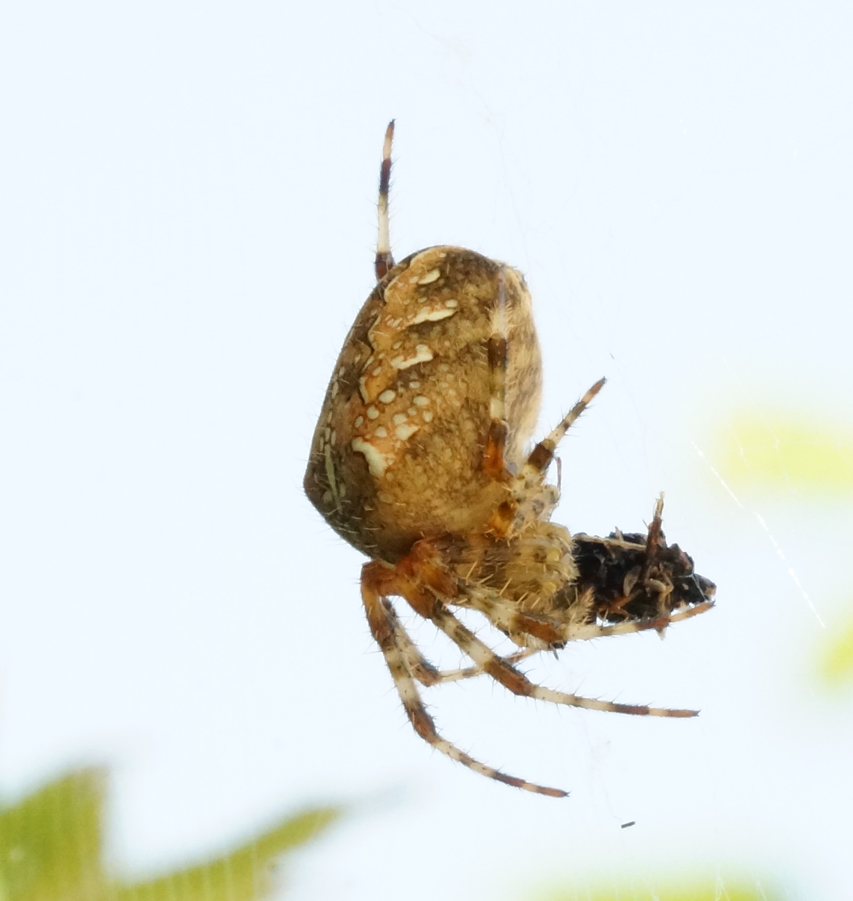 Araneus diadematus -