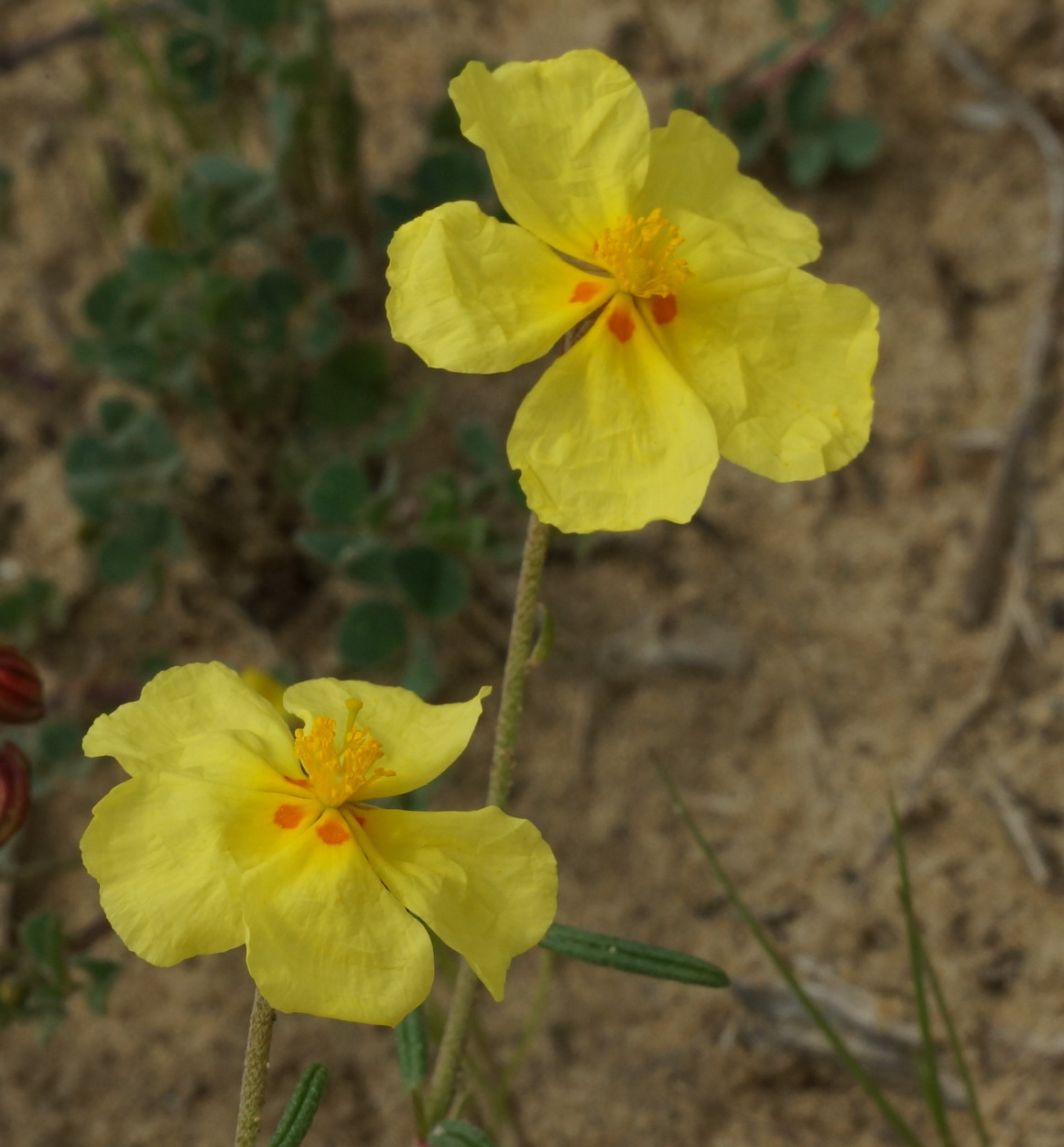 Helianthemum jonium / Eliantemo jonico