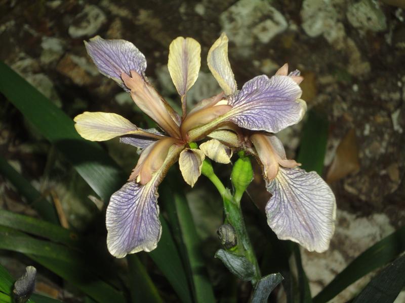 Chamaeiris foetidissima (=Iris foetidissima) / Giaggiolo puzzolente