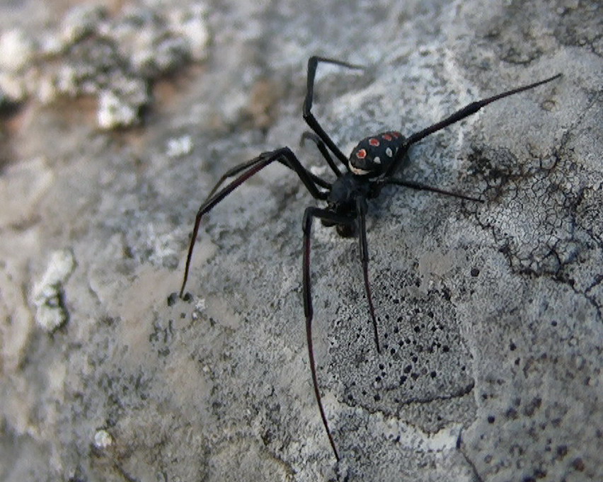 Latrodectus tredecimguttatus maschio - Gargano