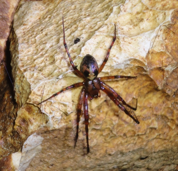 Meta menardi - Foresta Umbra (FG)